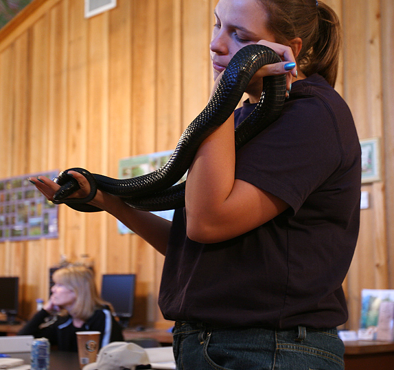 indigo snake