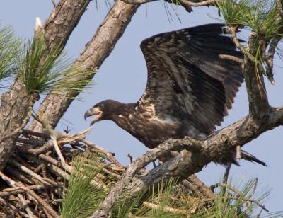 Eaglet @ Nine Weeks