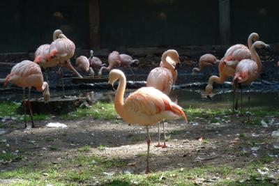 Planckendael