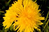 Dandlion