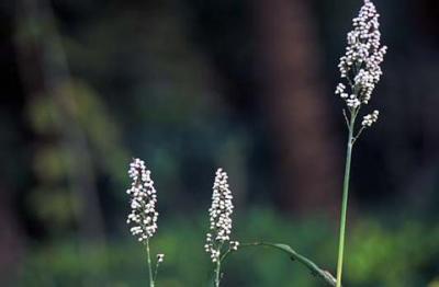 Nature016.jpg