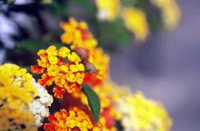 Nature004.jpg