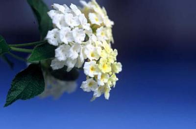 Nature011.jpg