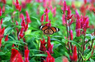 Nature008.jpg