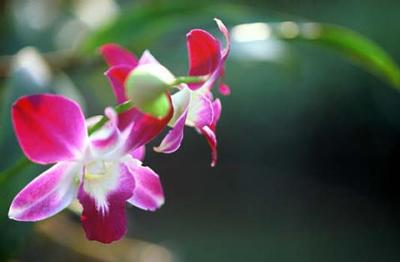 Nature009.jpg