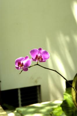 Orchids