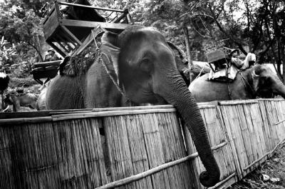 Elephant Ride II
