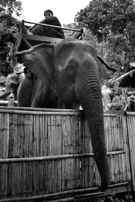 Elephant Ride III