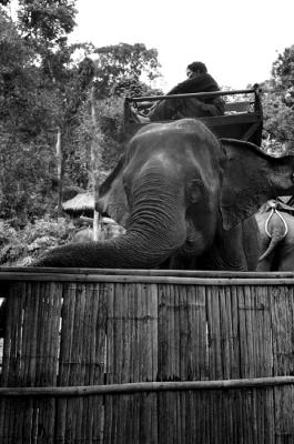 Elephant Ride IV