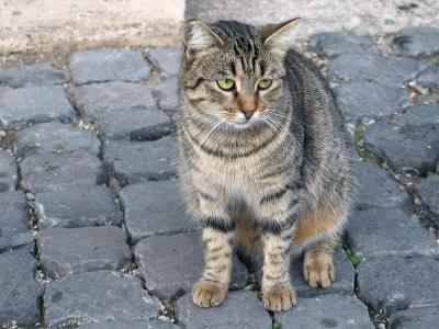 Italian Cat