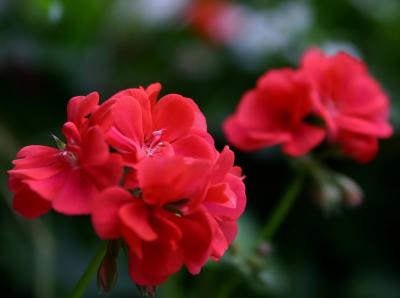 Fleurs en bas de chez moi