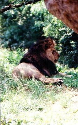 Lion in Atlanta Zoo