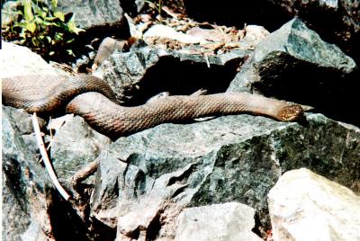 Huge Northern Water Snake Female with 2 males Mating.