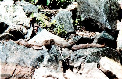 Huge Northern Water Snake Female with 2 males Mating.