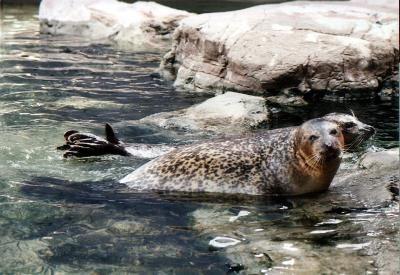 Seals In Baltimore Near the harbor.