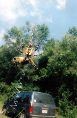 Black and Yellow Argiope  Spider eating my van