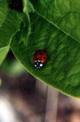 Ladybug In my back yard.