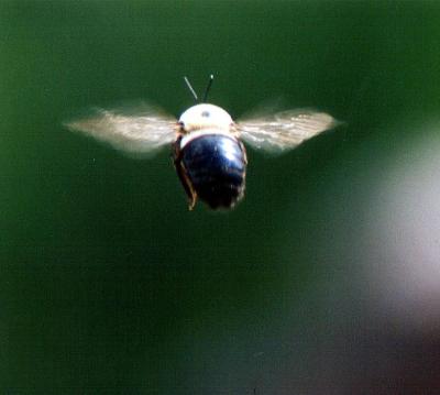 Carpenter Bee in flight In Carl and Cathy's back porch.