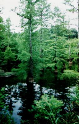 swamp 06.jpg