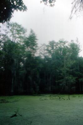 swamp 10.jpg
