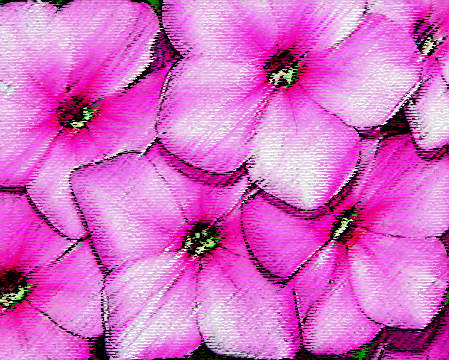 Pink Flowers