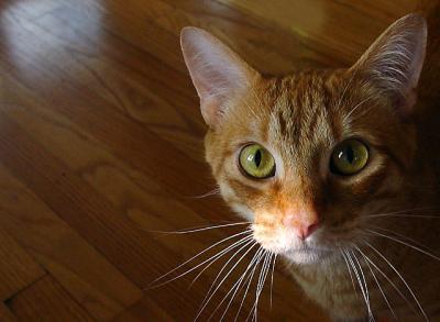 Leah's friend's cat