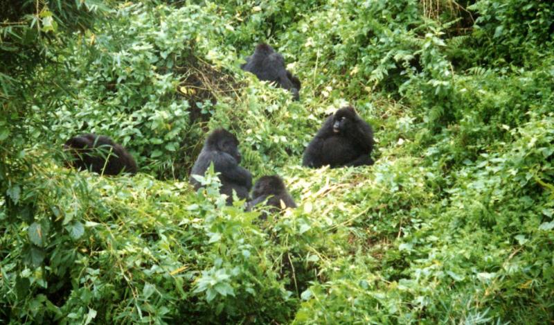 gorillas2.jpg