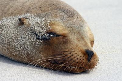 u12/kliscinsky/medium/42701726.SeaLion112.jpg