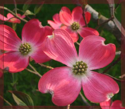 Hurray For Spring