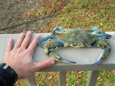 Hardshell (Blue Crab)