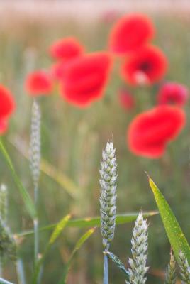 Poppies & Wheat by Flick Merauld