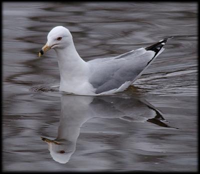 Spring Swimming  by David Fink