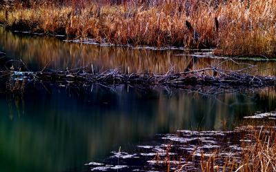 Beaver Dam by Albert Yanowich Jr.