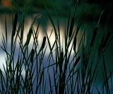 Cattails by Albert Yanowich Jr.