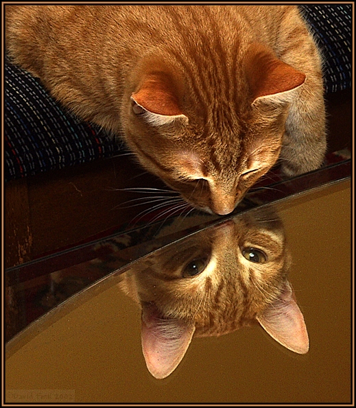 2nd - His Narcissistic Highness  by David Fink