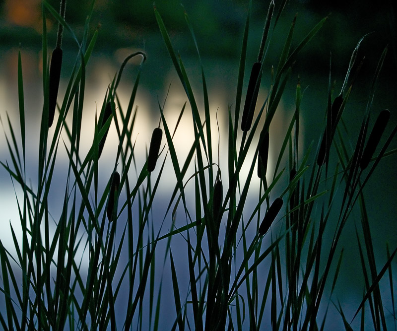 Cattails by Albert Yanowich Jr.