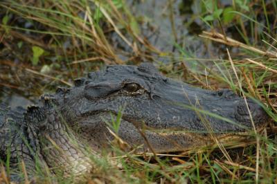 u12/krviera/medium/41502358.alligator_San_Bernard_NWR.jpg
