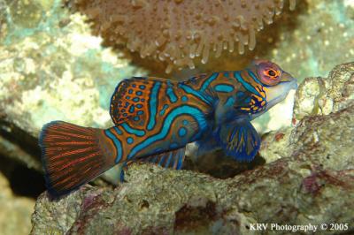 Mandarinfish