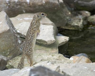 Ground Squirrel