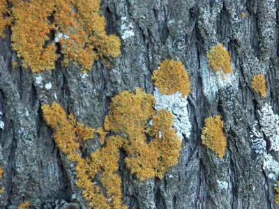 Lichen on Casuarina