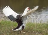 Exuberant duck