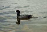 Coot