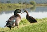 Two ducks