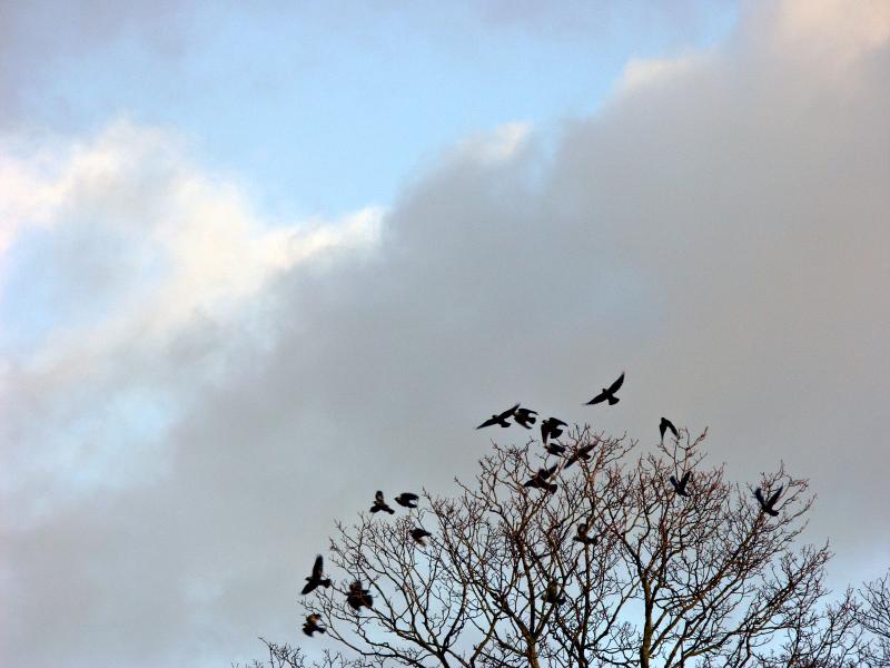 Birds in Black