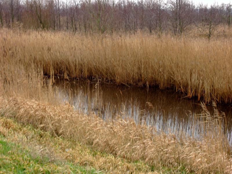 Dutch Winter Landscape