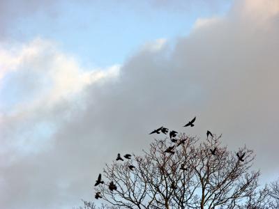 Birds in Black