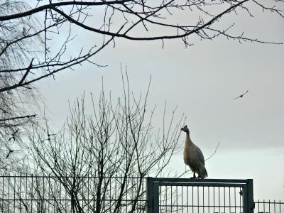 The Fence..., wich Fence?