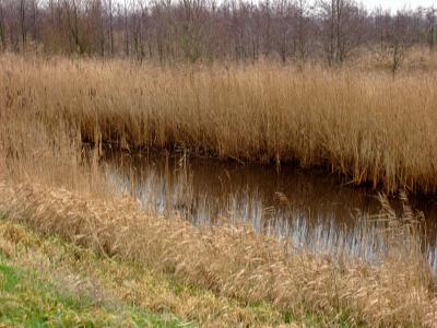 Dutch Winter Landscape