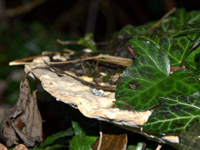 Fungus in the Green