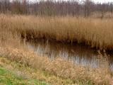 Dutch Winter Landscape